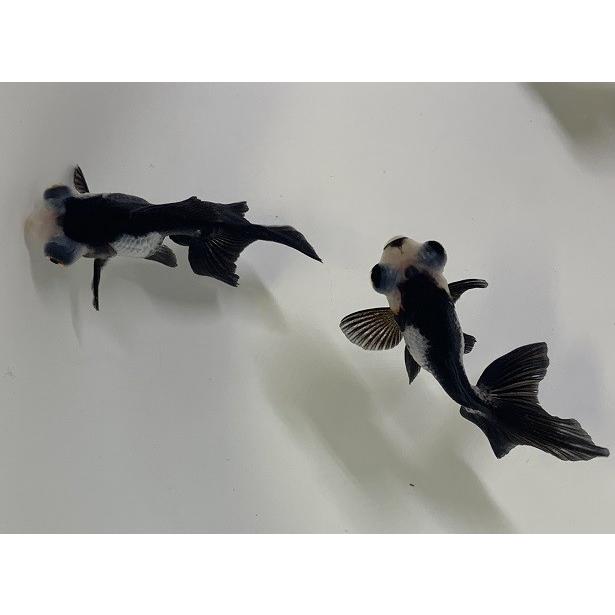 金魚 中国産 パンダ出目金 SM 1匹 生体 : アクアペットサービス ヤフー