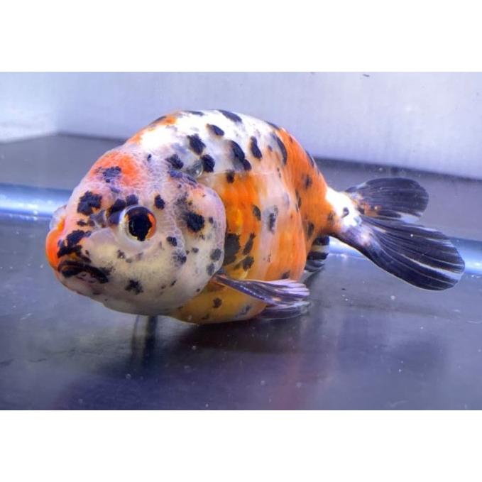 金魚 志村養魚場 江戸錦 L 1匹（生体） : アクアペットサービス ヤフー
