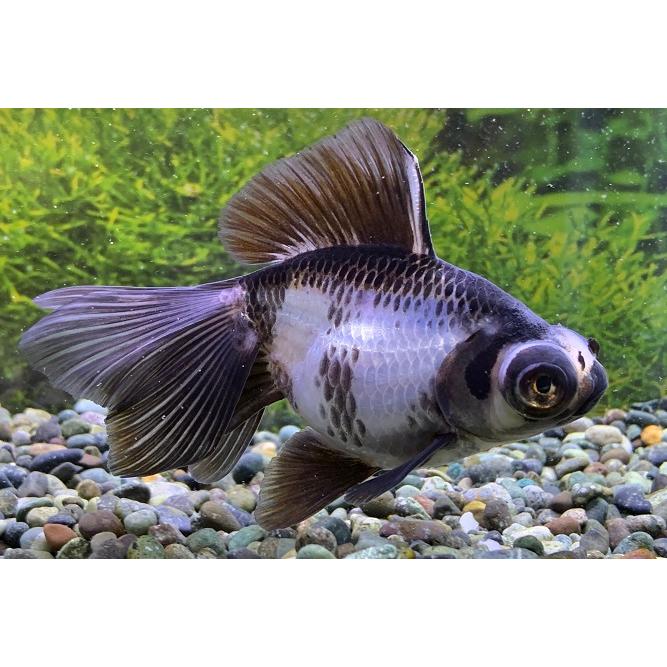 在庫あり 即出荷可 金魚 中国産 パンダ蝶尾 Sm 1匹 生体 Aynaelda Com