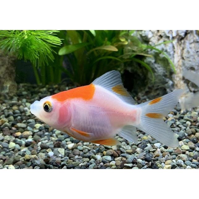 国産 福ダルマSM 色MIX 個体サイズ約：4〜5cm [生体] : アクアペット