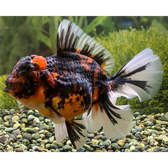 送料無料】【金魚】【一点物】タイ産 ゼブラローズテールオランダ LL【生体】 : アクアペットサービス ヤフー店 - 通販 - Yahoo!ショッピング 送料無料】【金魚】【一点物】タイ産 ゼブラローズテールオランダ LL【生体】 : アクアペットサービス ヤフー店 - 通販 - Yahoo!ショッピング