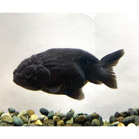 金魚 国産 黒らんちゅう Ml 1匹 生体 Ran Bk 0001 アクアペットサービス ヤフー店 通販 Yahoo ショッピング
