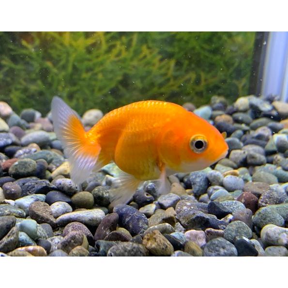 金魚 中国産 赤ランチュウ SM 1匹 らんちゅう : アクアペットサービス