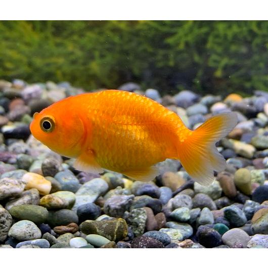金魚 中国産 赤ランチュウ SM 1匹 らんちゅう : アクアペットサービス