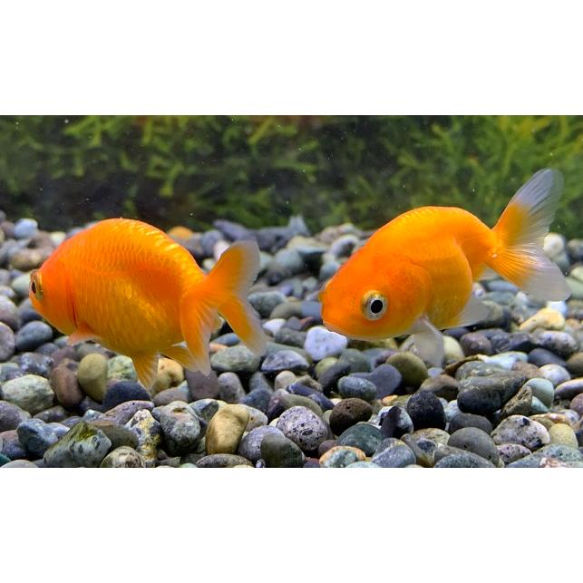 金魚 中国産 赤ランチュウ SM 1匹 らんちゅう : アクアペットサービス