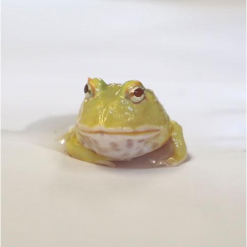 両生類 かえる カエル クランウェルツノガエル レモンスポット NO.2 