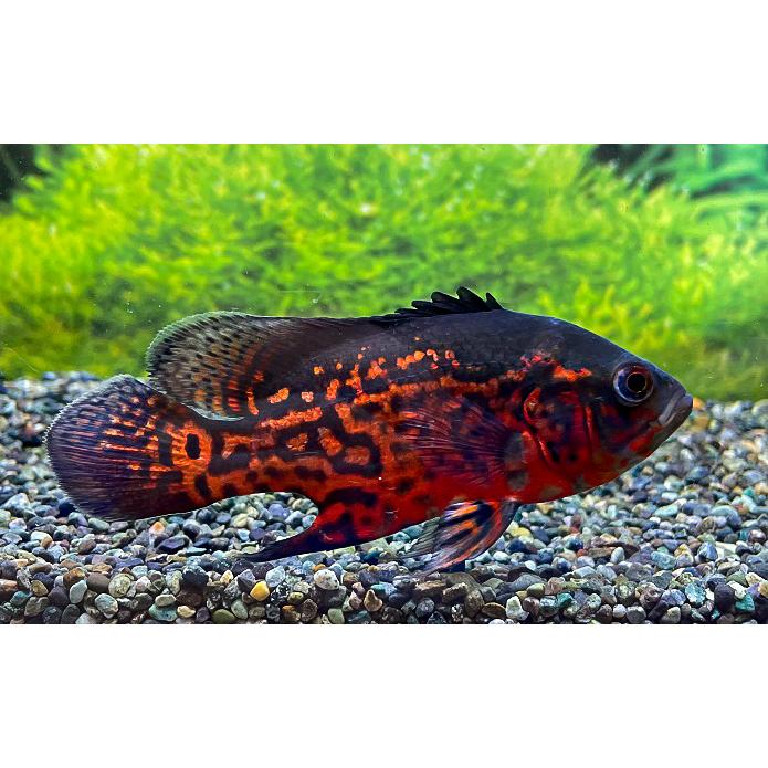 史上最も激安 観賞魚生体 個体サイズ約 9 10ｃｍ 21年10月22日入荷 熱帯魚 ルビーレッドオスカー 生体 Www Threeriversofs Com