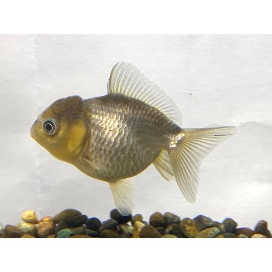 金魚】薩摩産 オランダ ショートテール M MIX 1匹[生体 金魚】薩摩産 オランダ ショートテール M MIX 1匹[生体
