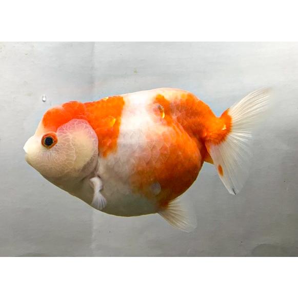 9750円 本物保証 金魚 一点物 国産 加藤桜錦 三才 1 生体