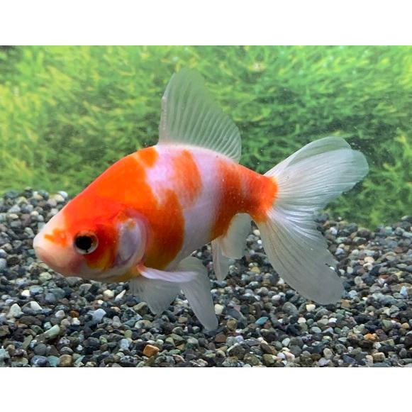 金魚】志村養魚場 桜オーロラ ML 1匹【生体】 : アクアペットサービス