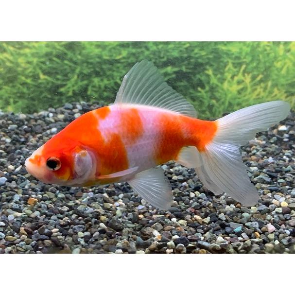 金魚】志村養魚場 桜オーロラ ML 1匹【生体】 : アクアペット