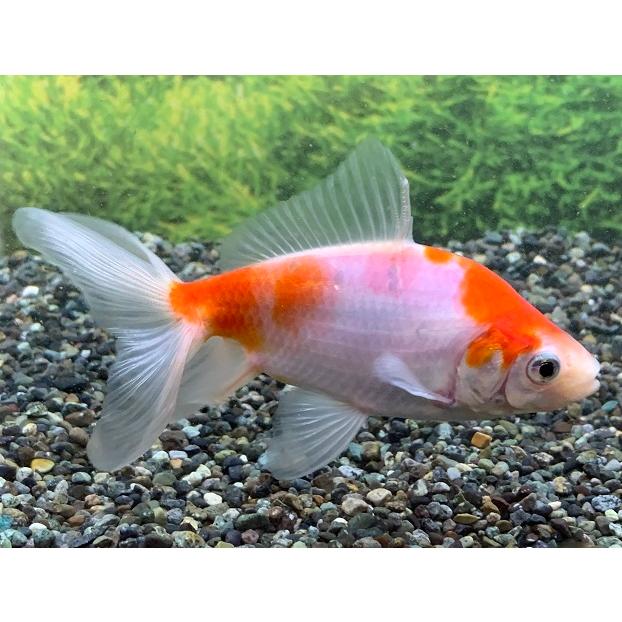 金魚 志村養魚場 桜オーロラ 三才 1匹 生体 Sakura Orora 3 アクアペットサービス ヤフー店 通販 Yahoo ショッピング
