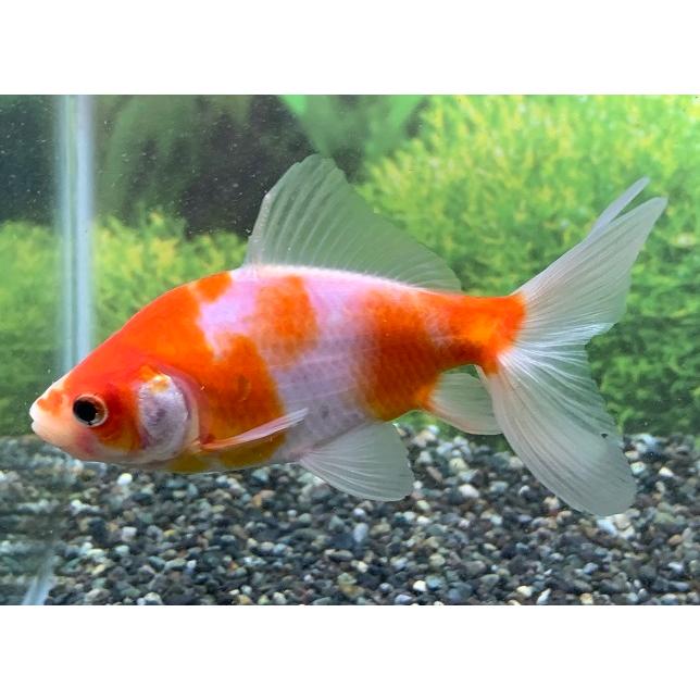 金魚】志村養魚場 桜オーロラ ML 1匹【生体】 : アクアペットサービス