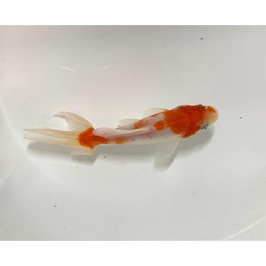 金魚 志村養魚場 桜オーロラ 三才 1匹 生体 Sakura Orora 3 アクアペットサービス ヤフー店 通販 Yahoo ショッピング