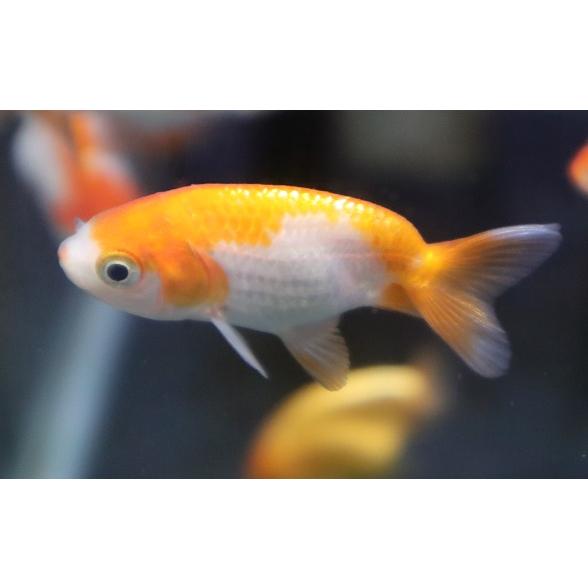 金魚 更紗らんちゅう 生体 : アクアペットサービス ヤフー店 - 通販