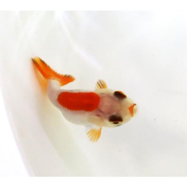 金魚 更紗らんちゅう 生体 : アクアペットサービス ヤフー店 - 通販
