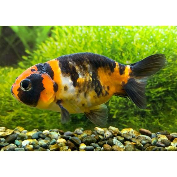 正規 取扱 店 金魚 一点物 薩摩産 虎らんちゅう 黒鹿の子 Ll 生体 公式 特選 Skolkovarim Com