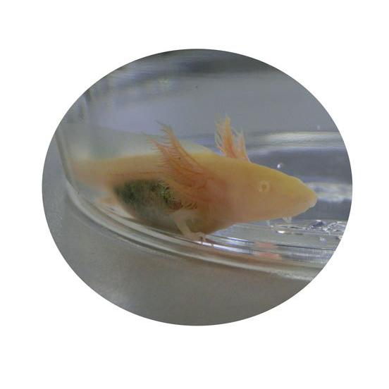 ウーパールーパー ゴールデン 約5cm前後 Sc 100 Upa Go アクアペットサービス ヤフー店 通販 Yahoo ショッピング