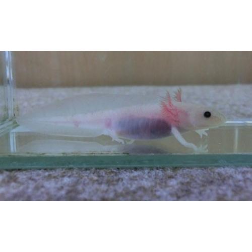 ウーパールーパー リューシ 黒目 5 6cm前後 Sc 100 Upa Whibu アクアペットサービス ヤフー店 通販 Yahoo ショッピング