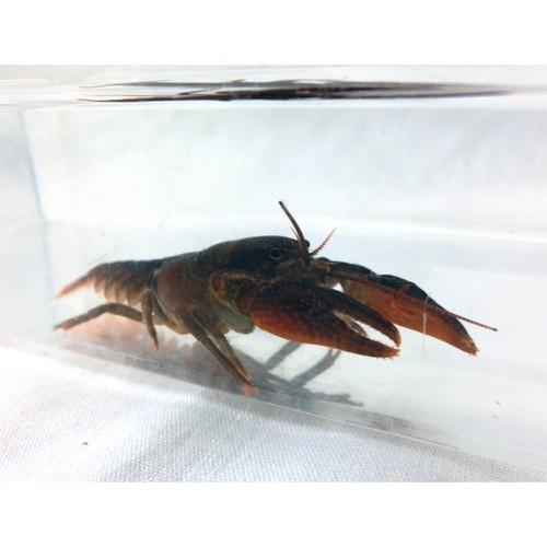 ニホンザリガニ サイズ 6cm前後 生体 Sc 100 Zari Nihon1 アクアペットサービス ヤフー店 通販 Yahoo ショッピング
