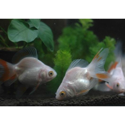 ブロードテール白琉金 約 6ｃｍ 入荷日 19年2月25日 Sc アクアペットサービス ヤフー店 通販 Yahoo ショッピング