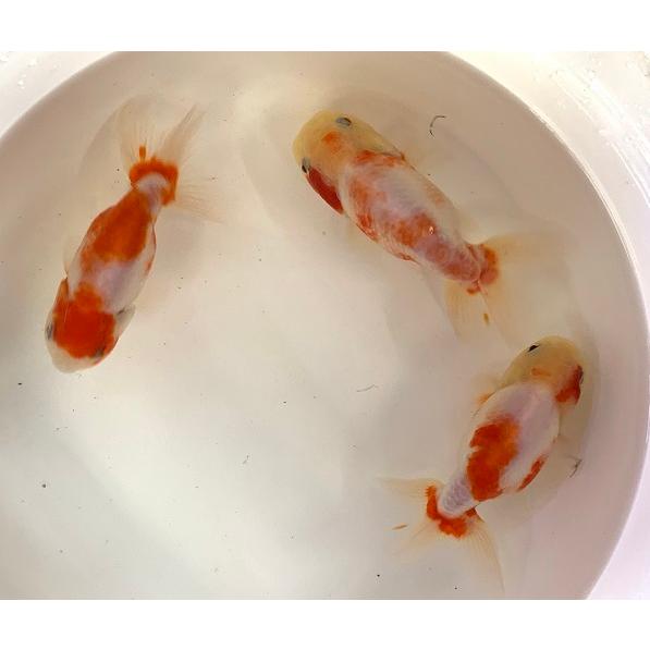 志村養魚場　桜錦　M　3匹 [生体] 