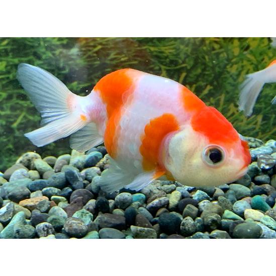 金魚】志村養魚場 桜錦 ML 1匹 [生体] : アクアペットサービス