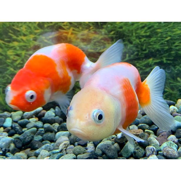 金魚】志村養魚場 桜錦 ML 1匹 [生体] : アクアペットサービス