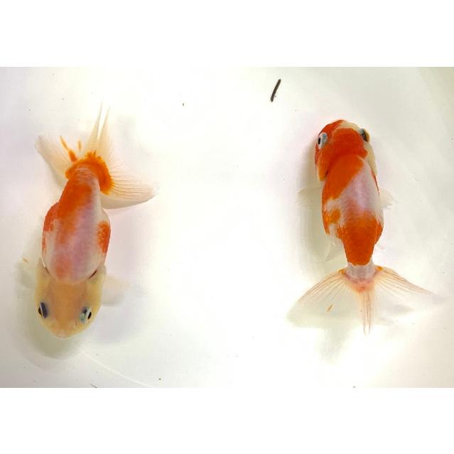 専用ページ 桜 金魚 サクラニシキ - アクアリウムWiki