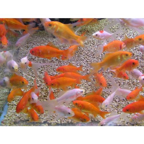 倉庫 小赤の一回り大きいサイズ別下 べつした 10匹 生体