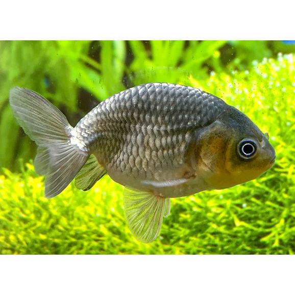 金魚 深見養魚場 青らんちゅう Ms 1匹 生体 Sc 101 Ao Rannchuu アクアペットサービス ヤフー店 通販 Yahoo ショッピング