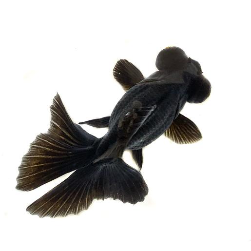 金魚 志村養魚場 黒蝶尾 三才 1匹 生体 Sc 101 Bk Choubi アクアペットサービス ヤフー店 通販 Yahoo ショッピング