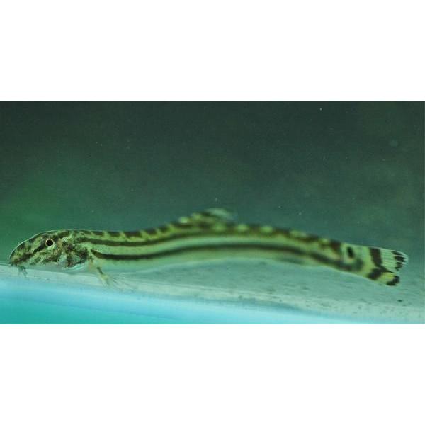 【APS】【川魚】スジシマドジョウ (M) 3匹（大きさ4〜6cm前後） [生体]｜aquapet