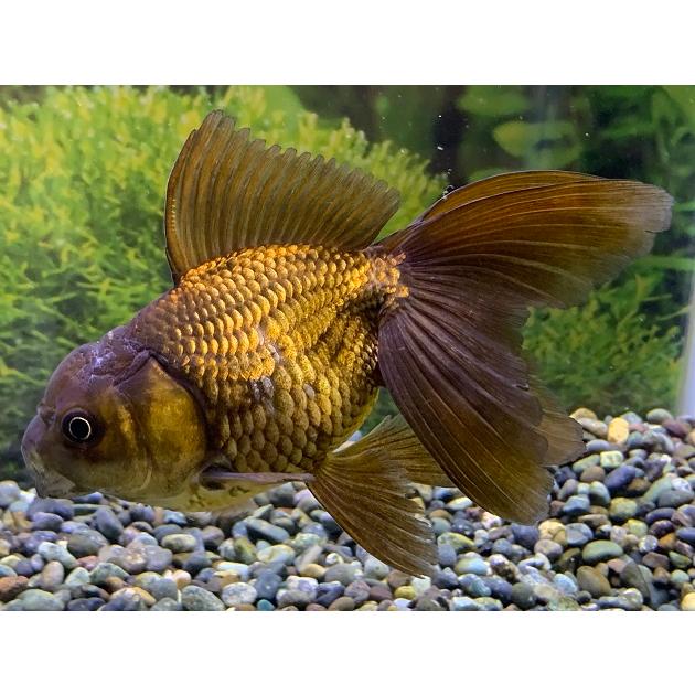 アクアドーム　ペンギン　金魚鉢　新品未使用　液体密閉 アクアドーム ペンギン 金魚鉢 新品未使用 液体密閉