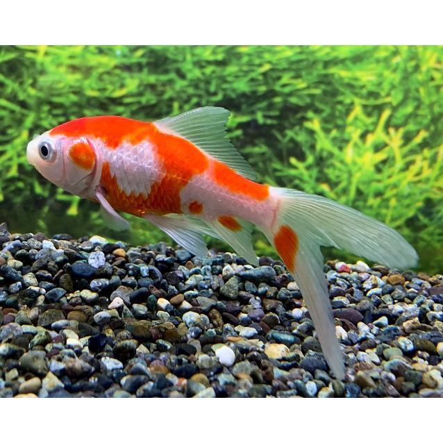 発送できます！全て個体セット某有名ブリーダー金魚 良いサイズの通販 