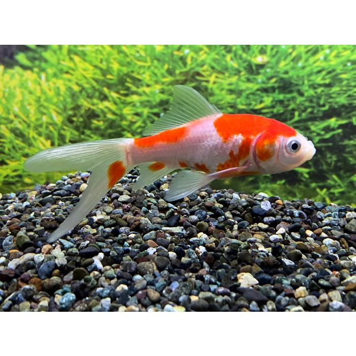 金魚 国産 コメット Sm 3匹 生体 Sc 101 Come05 アクアペットサービス ヤフー店 通販 Yahoo ショッピング