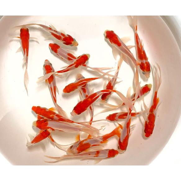 金魚 国産 コメット Sm 3匹 生体 Sc 101 Come05 アクアペットサービス ヤフー店 通販 Yahoo ショッピング