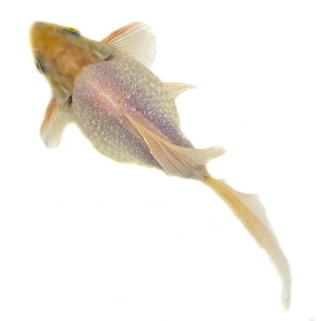 新春セール1 1 6 一点物 金魚 木村 キラキラ 三才 2番目 生体 Sc 101 Kira Co アクアペットサービス ヤフー店 通販 Yahoo ショッピング