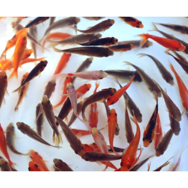 金魚 エサ用金魚 小赤（4〜5cm）50匹 生体 : アクアペット