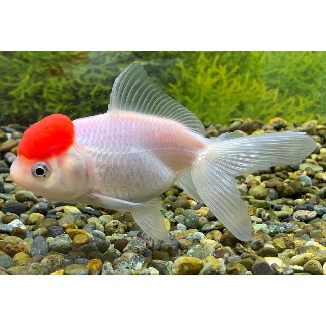 金魚 飯田養魚場 高頭丹頂 L 1匹 生体 Sc 101 Kou Tancho アクアペットサービス ヤフー店 通販 Yahoo ショッピング