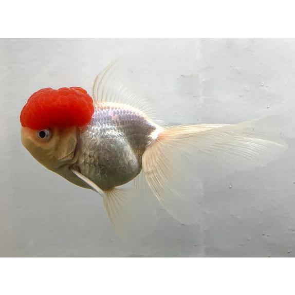 金魚 飯田養魚場 高頭丹頂 L 1匹 生体 Sc 101 Kou Tancho アクアペットサービス ヤフー店 通販 Yahoo ショッピング