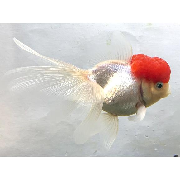 金魚 飯田養魚場 高頭丹頂 L 1匹 生体 Sc 101 Kou Tancho アクアペットサービス ヤフー店 通販 Yahoo ショッピング