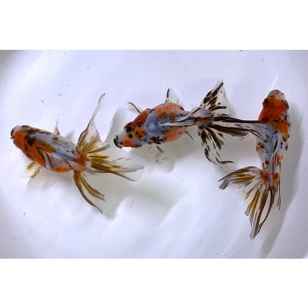 金魚 平賀養魚場 キャリコ琉金 M 1匹 生体 Sc 101 Kyariko M アクアペットサービス ヤフー店 通販 Yahoo ショッピング