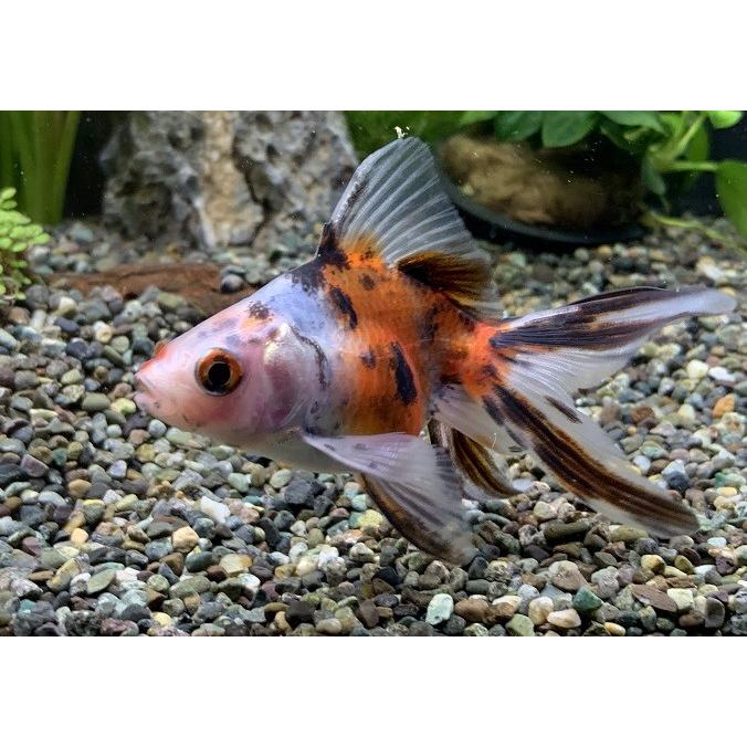 金魚 中国産 キャリコ琉金 SM 1匹 生体 : アクアペットサービス