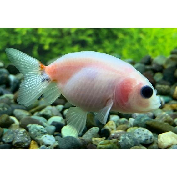 金魚 中国産 ミルクらんちゅう 浅葱色入り Sm 1匹 生体 Sc 101 Mirukuran アクアペットサービス ヤフー店 通販 Yahoo ショッピング