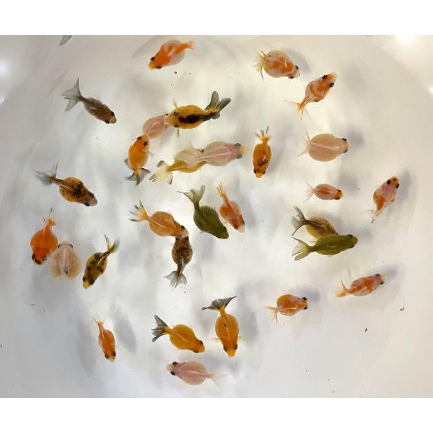 金魚】シンガポール産 ちびピンポン SS 3匹 [生体] : アクアペット