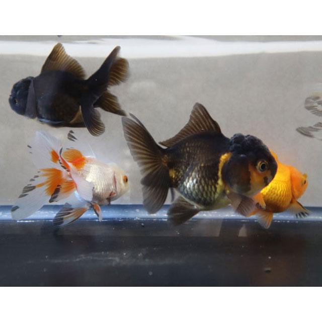 金魚 バルーンオランダ MIX 約5cm〜7cm 2025年1月15日入荷 : アクアペットサービス ヤフー店 - 通販 - Yahoo!ショッピング
