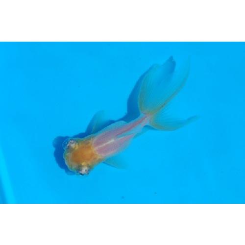 竜眼金魚 ドラゴンアイ 約5cm 19年7月31日入荷 生体 Sc 101 Ryugan アクアペットサービス ヤフー店 通販 Yahoo ショッピング