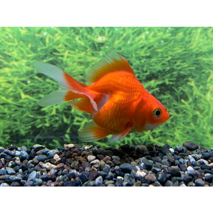 金魚】国産 赤琉金 赤勝ちSM 1匹 【生体】 : アクアペット 金魚】国産 赤琉金 赤勝ちSM 1匹 【生体】 : アクアペット