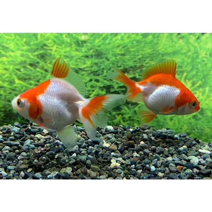 金魚 国産 更紗琉金 Sm 3匹 生体 Sc 101 Ryuu03 アクアペットサービス ヤフー店 通販 Yahoo ショッピング
